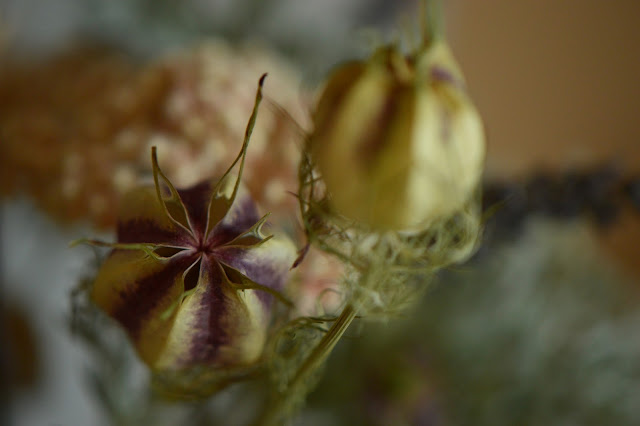 monday vase meme, artemesia, ozothamnus, nigella, ceramics, amy myers, small sunny garden, desert garden