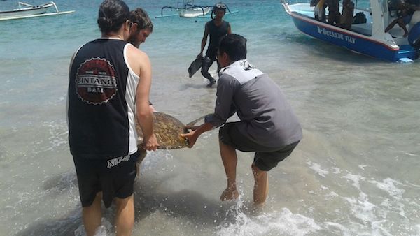 Pelepasan Penyu Hijau - BKSDA Bali Bersama Pelaku Pariwisata dan Pihak Terkait 