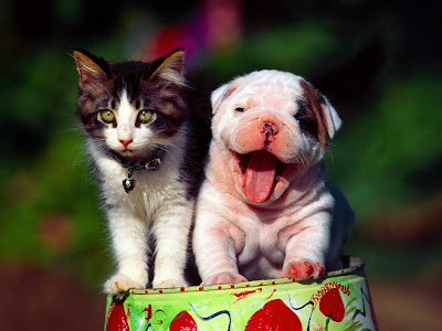 Cats and dogs Wallpapers