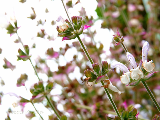 Salvia sclarea