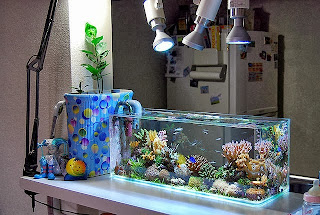 Tips Merawat Aquarium Air Laut