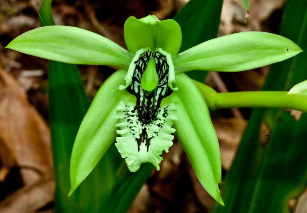 PENGETAHUAN TENTANG  DUNIA FLORA DAN FAUNA Anggrek  Hitam  