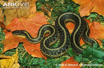 Common garter Snake