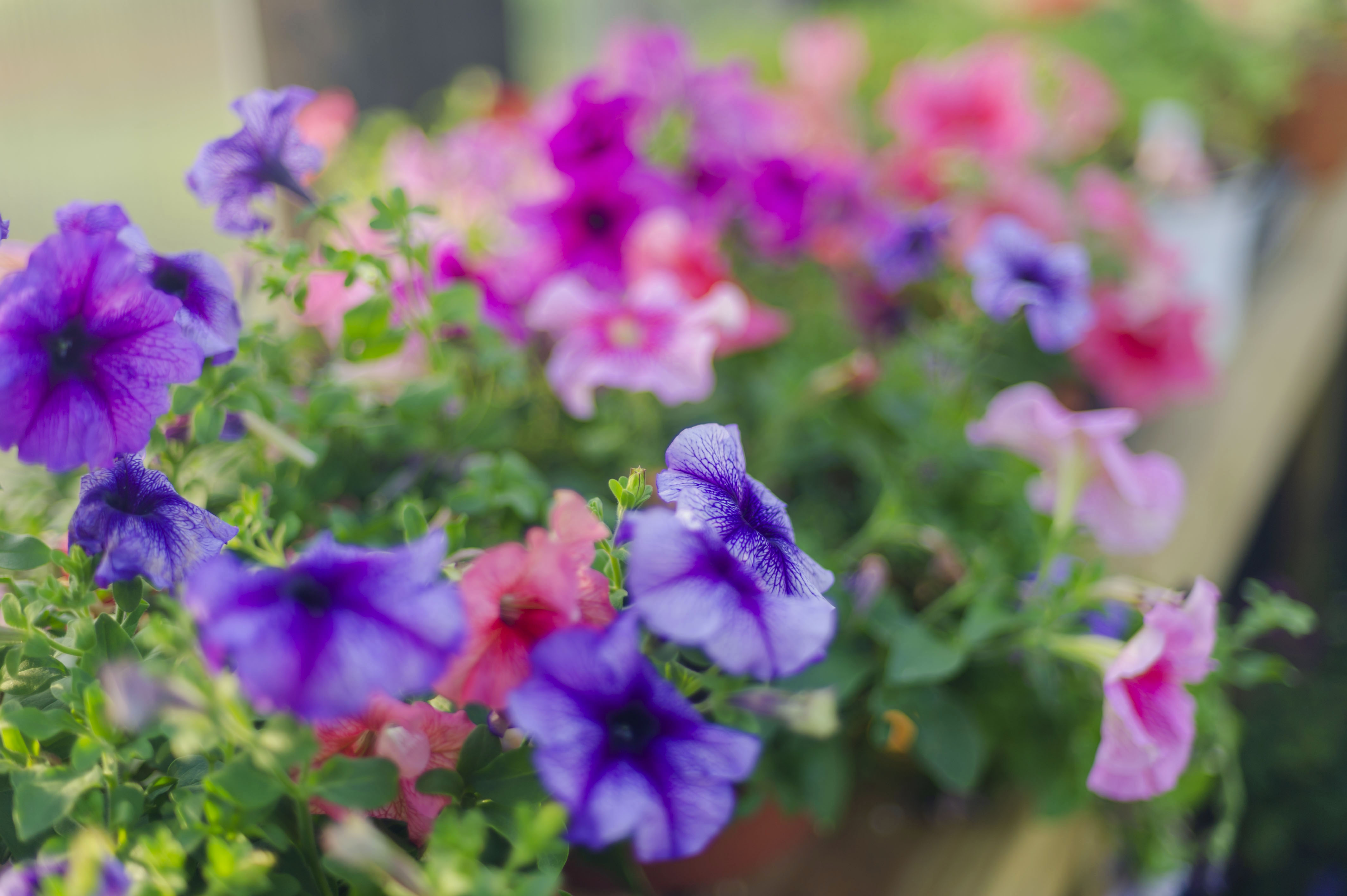 Petunias Greenhouse Grown