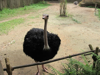 Jurong Bird Park, Singapore