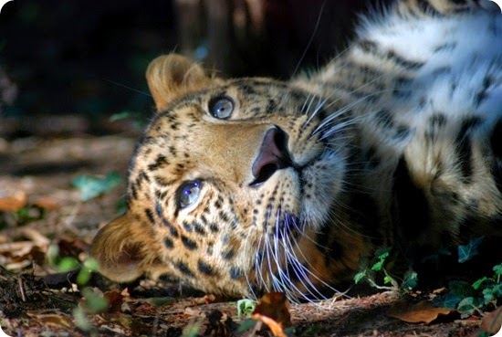 leopardo dell'amur3 leopardo dell'amur3