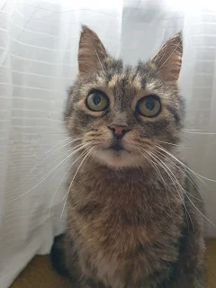 Domestic cat called Tea with tiger patern collor of fur and big green eyes is looking towards you.