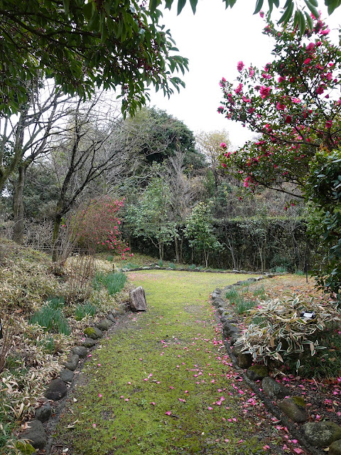 伯耆古代の丘公園のサザンカ（山茶花）