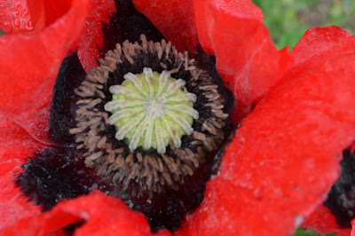 Oriental poppy flower