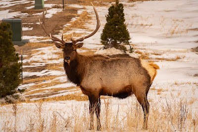 Bull Elk, Regency at Montaine
