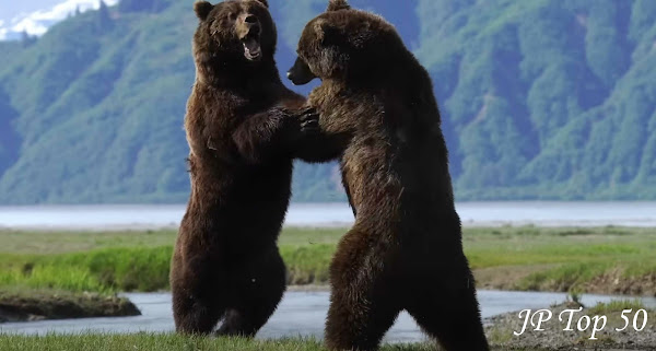 O vídeo, começa com os dois ursos posturando de quatro antes de, finalmente, se apoiarem nas patas traseiras e lutarem