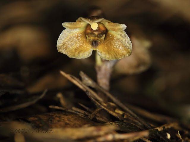 Gastrodia pubilabiata