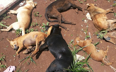 Resultado de imagem para Polícia investiga morte de vinte cachorros por envenenamento no Agreste