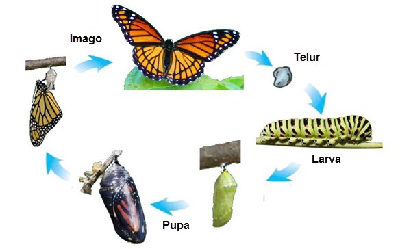 Metamorfosis Pada Beberapa Jenis Hewan  Mikirbae