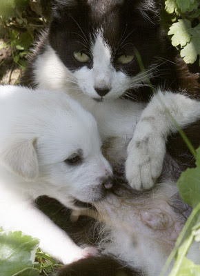 Cat Mother, Puppy Children