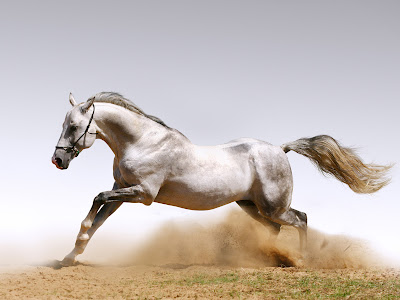 White Horse Running Wallpaper