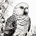 Coloring with Keas- Fun for All Ages