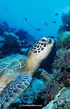 Green Sea Turtle