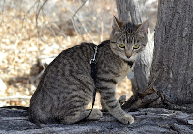 Perawatan Kucing American Bobtail