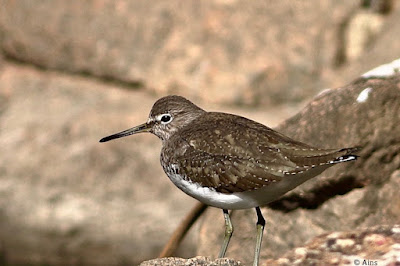 "Green Sandpiper - winter visitor, sitting on a rock by the stream."