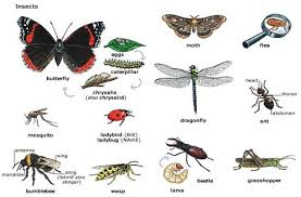 Beberapa jenis serangga