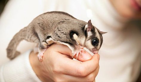 Sugar Glider