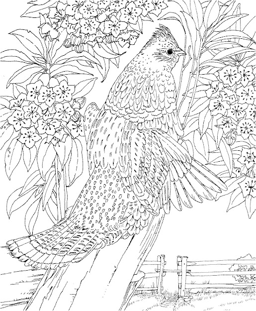 Dont Forget To Share Difficult Animals Coloring Pages For Adults On  Throughout Hard Coloring