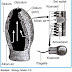 Sistem Pernapasan Hewan Porifera, Cacing & Mollusca