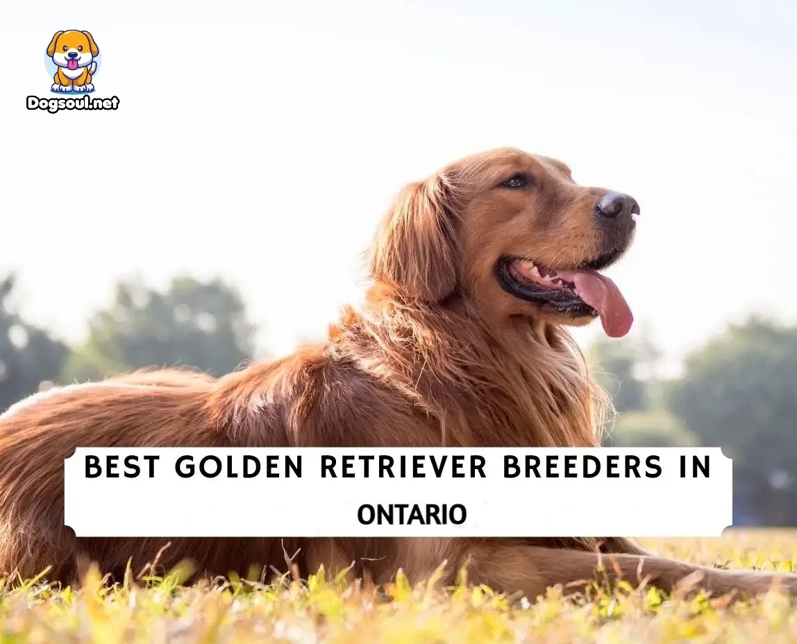 Best Golden Retriever Breeders in Ontario