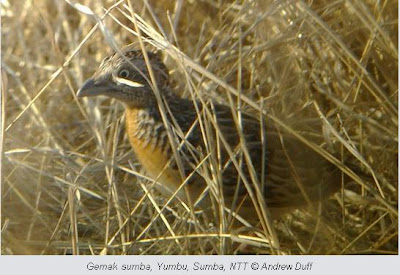 Foto Burung Gemak Sumba