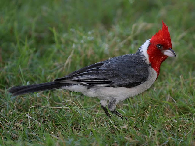 cardinal wallpaper,cardinal images,cardinal photo,cardinal picture,cardinals,cardinal bird,flying cardinal,sweet cardinals,red cardinal,