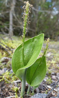 Malaxie unifoliée - Malaxis unifolia