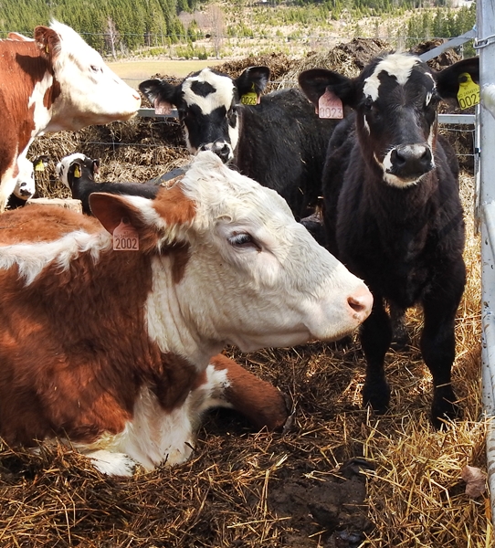 hereford kuer kalver