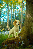 A cocker spaniel in the woods during Springtime, surrounded by bluebells