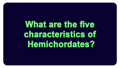 What are the five characteristics of Hemichordates?