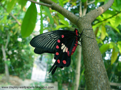 Butterfly Desktop Wallpaper HD