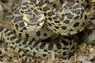 Gopher Snakes Coastal Dunes and Coniferous Forests