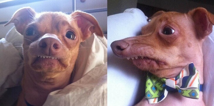 26 Beautifully Different Pets Whose 'Flaws' Stole Our Hearts