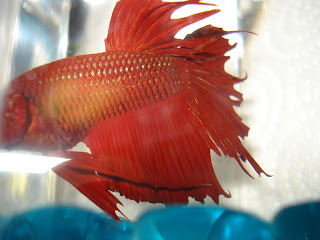 betta splenden