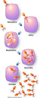 Siklus Litik Virus