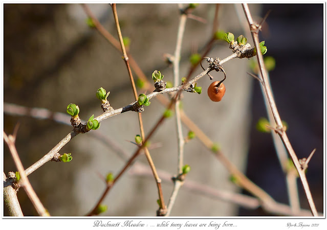 Wachusett Meadow: ... while teeny leaves are being born...