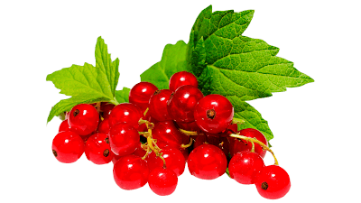 red currant fruits clipart