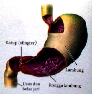 Struktur dan Fungsi Organ Pencernaan Utama dan Tambahan Pada Sistem Pencernaan Manusia