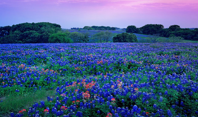  Bluebonnet Flower Wallpaper 