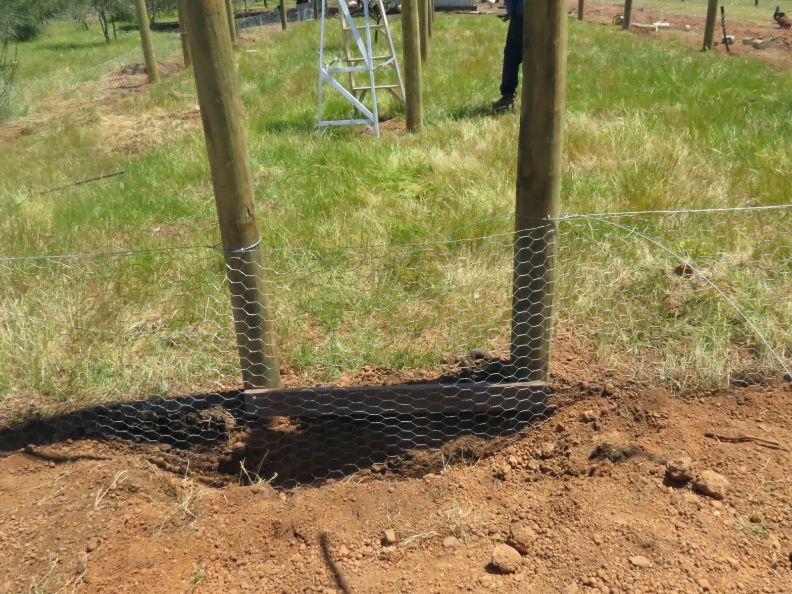 Pretending to Farm: Building a Fox Proof Chicken Coop