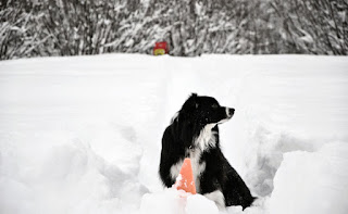 cães de salvamento em avalanche