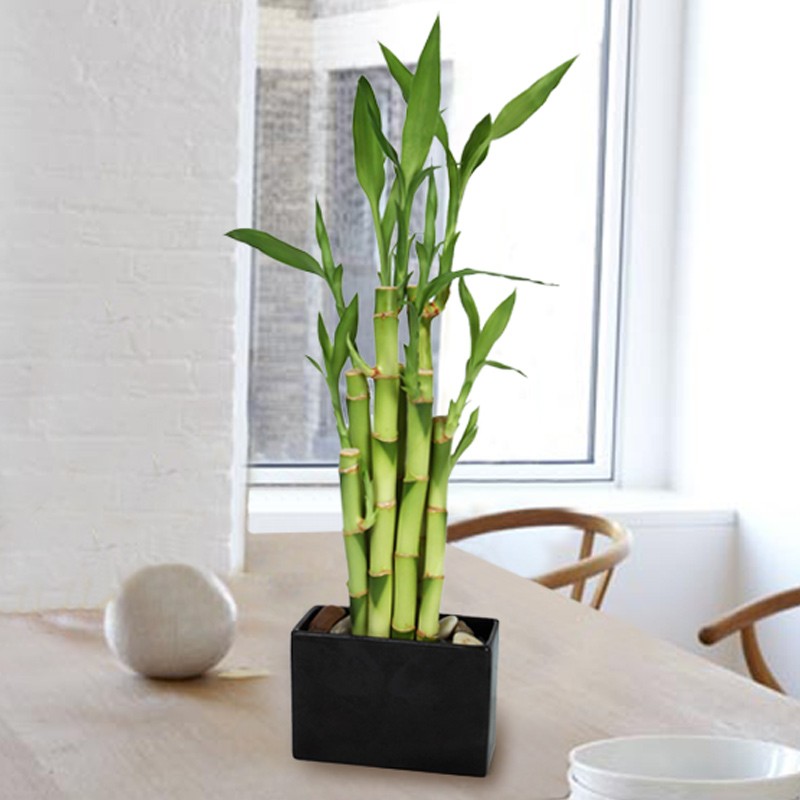 Popular Concept 25+ Small House Plants Bamboo