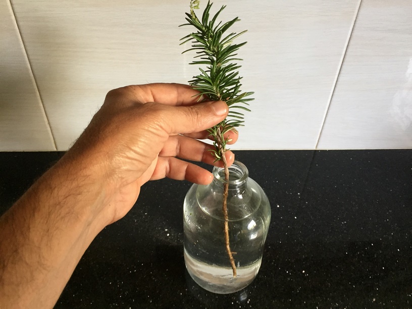 Put the stems in a jar of water and place the jar in a warm place away from direct sunlight.