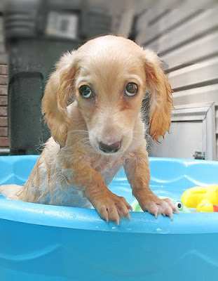 beautiful puppy in the bath pool