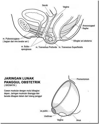 Pelvic Floor copy